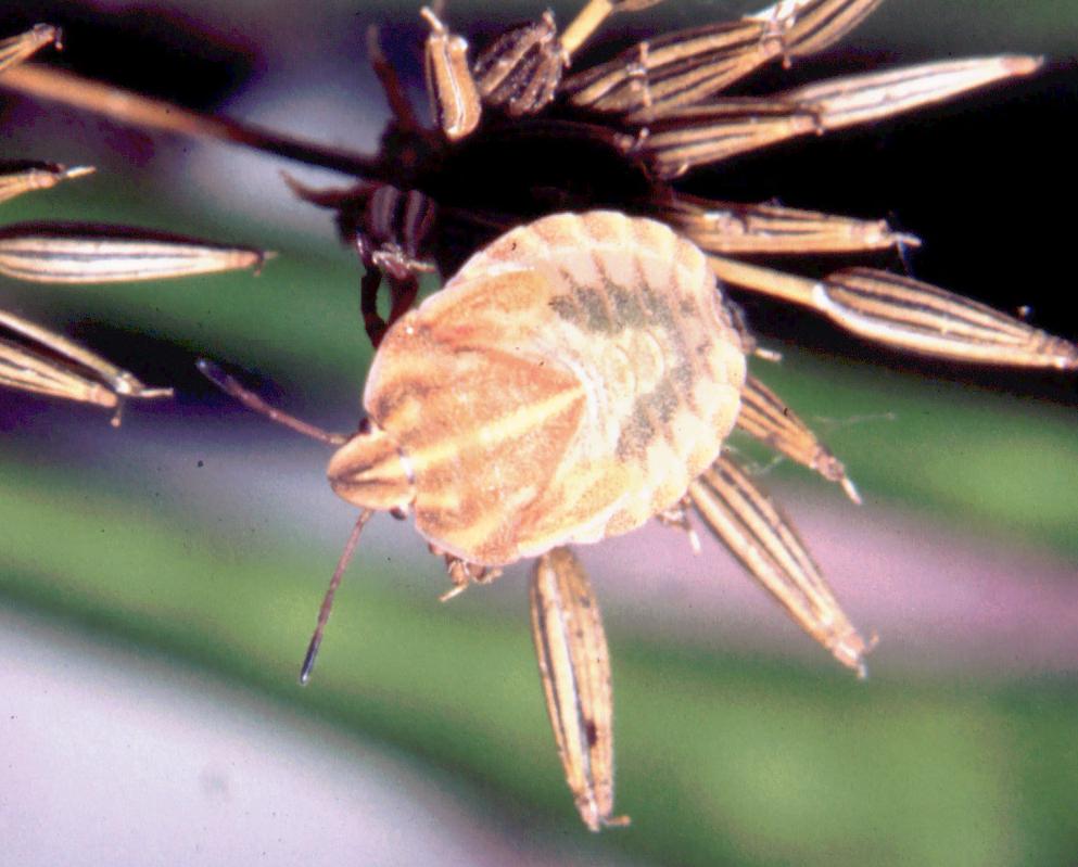 Graphosoma italicum